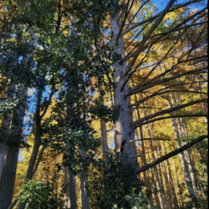 Bosque del Arboretum Lussich en Uruguay, escenario ideal para practicar baños de bosque (Shinrin Yoku).