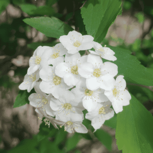 Detalle de flores blancas silvestres en el bosque, capturadas durante una sesión de Shinrin Yoku (baños de bosque).