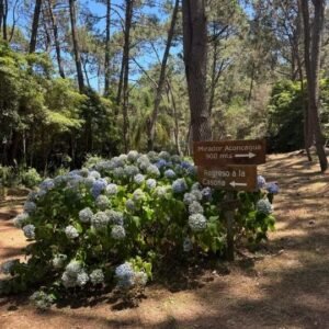 Arboretum Lussich - Baños de Bosque - Proyecto Awakenova Sendero con hortensias azules y carteles de madera en el Arboretum Lussich, ideal para practicar baños de bosque en Uruguay.