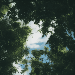 Copa de los árboles verdes bajo el cielo azul, perspectiva de relajación y presencia plena en la naturaleza.